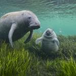 A manatee and a calf adrift among the eelgrass